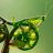 Grasshopper